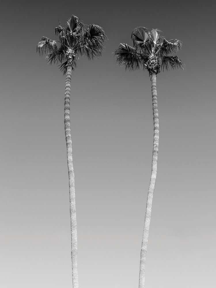 Palm Views