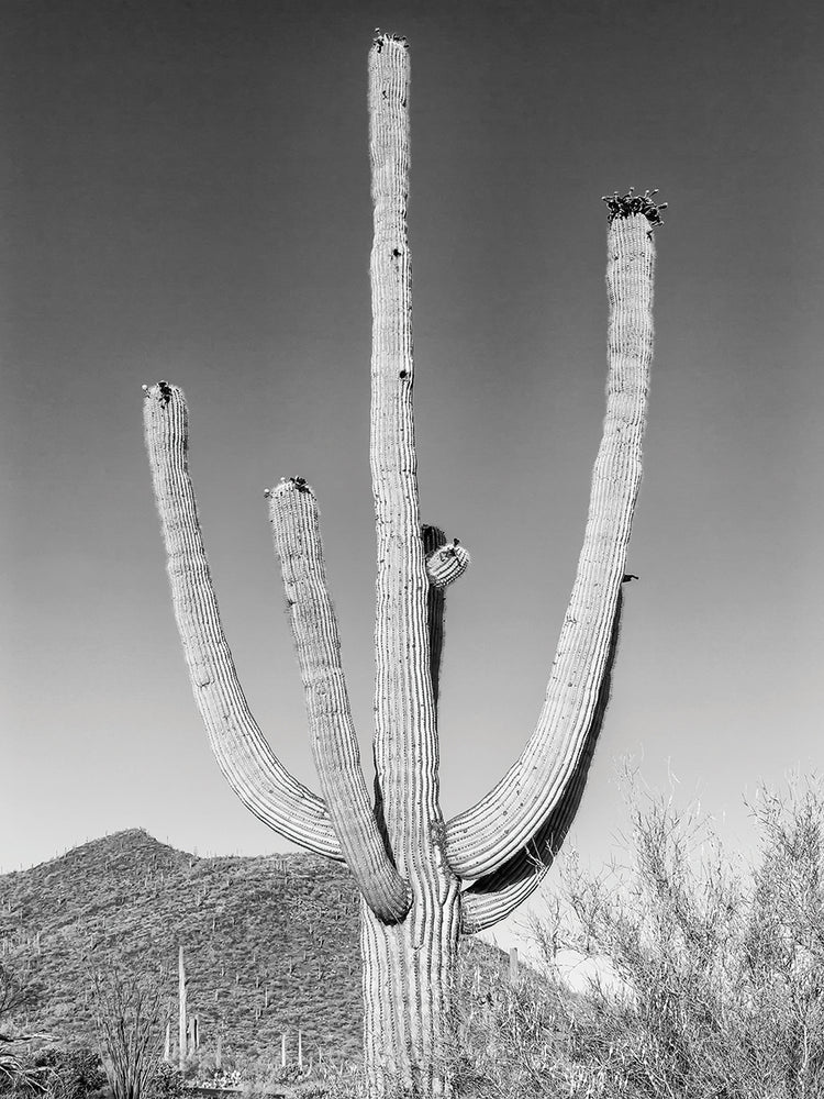 Desert Cactus