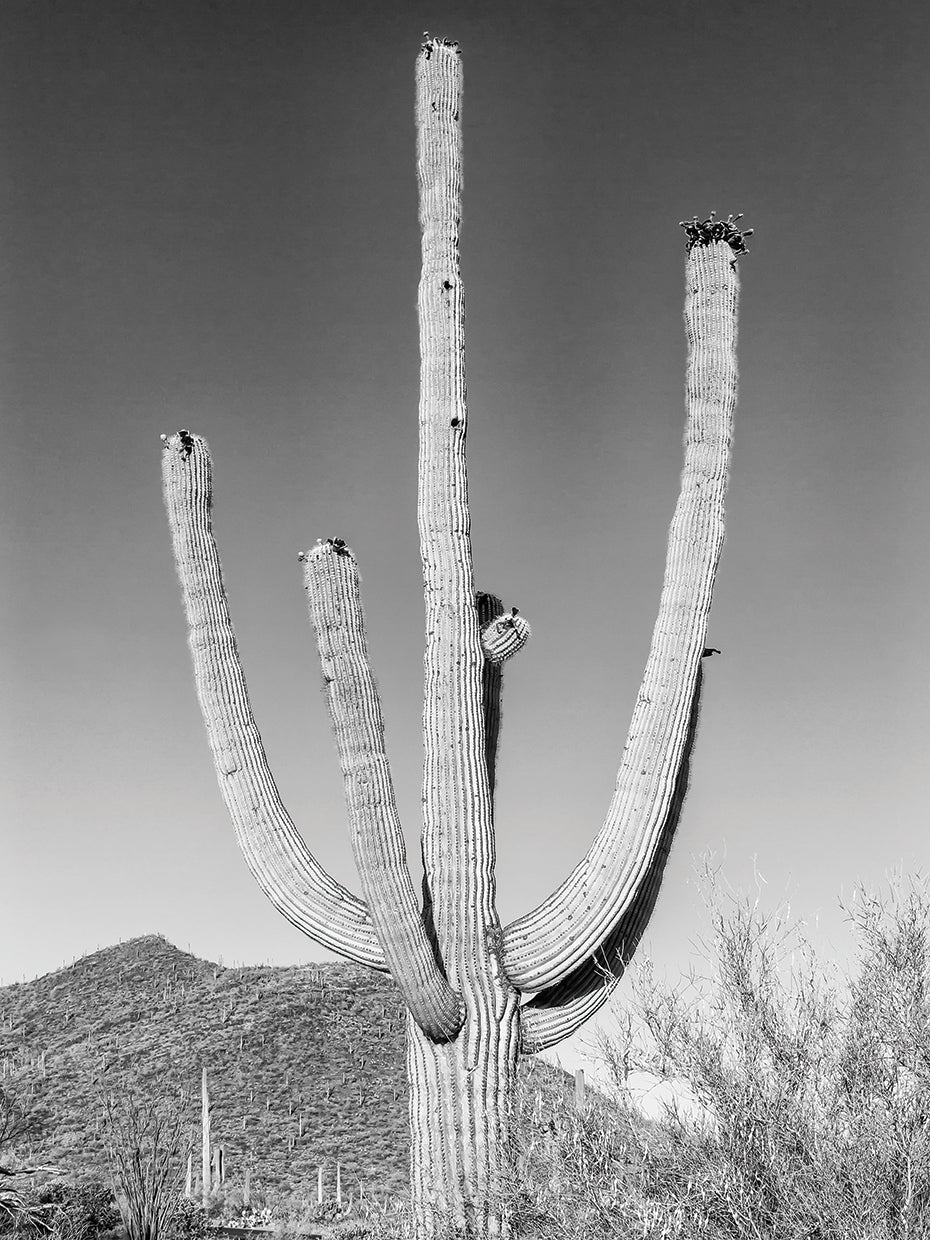 Desert Cactus