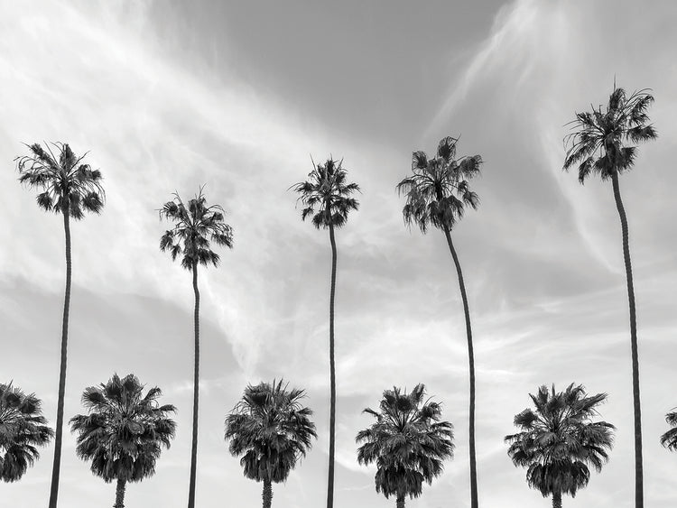 Row of Palm Trees