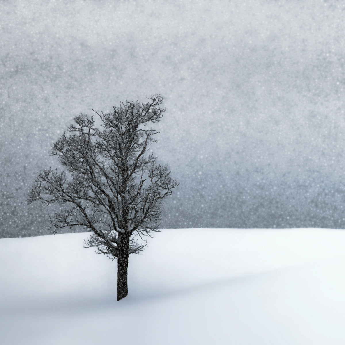 LONELY TREE Idyllic Winterlandscape