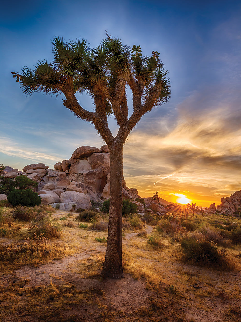 Charming sunset at Joshua Tree National Park