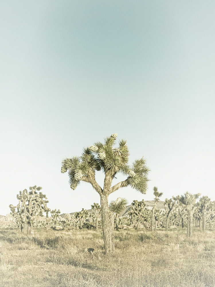 Vintage Joshua Tree