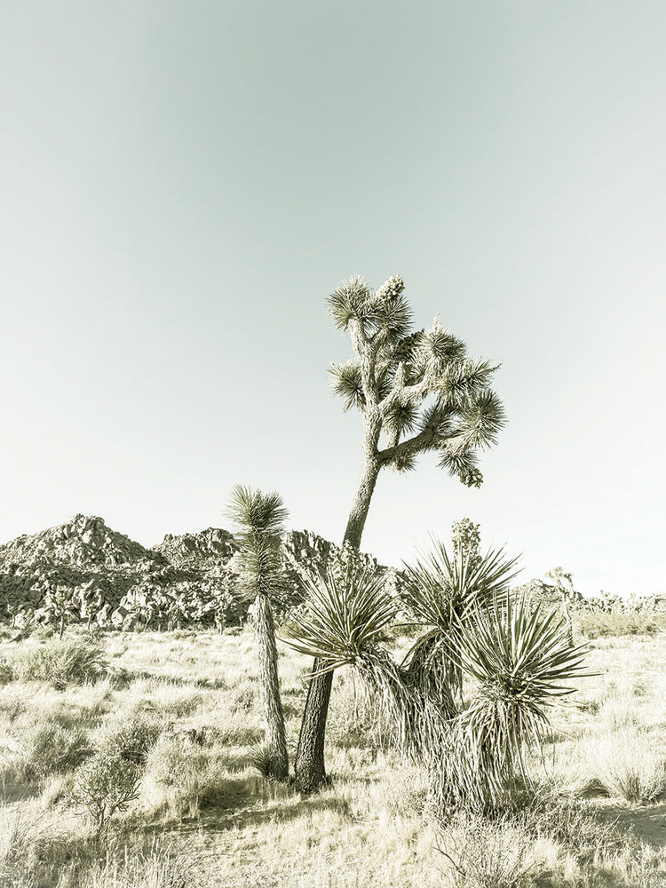 Vintage Joshua Tree National Park