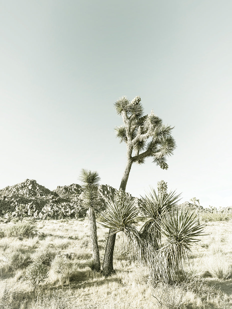 Vintage Joshua Tree National Park