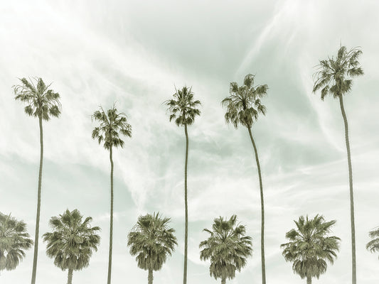 Vintage Palm Trees by the sea