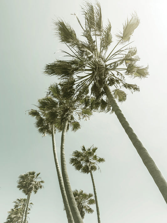 Vintage Palm Trees in the sun
