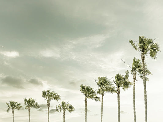 Vintage Palm Trees at the beach