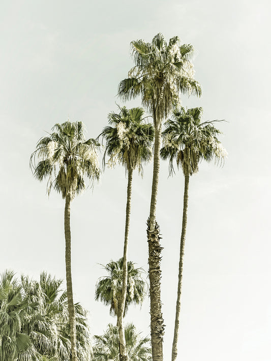 Palm Trees Summertime | Vintage