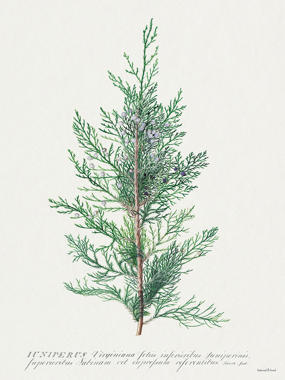 Juniperus