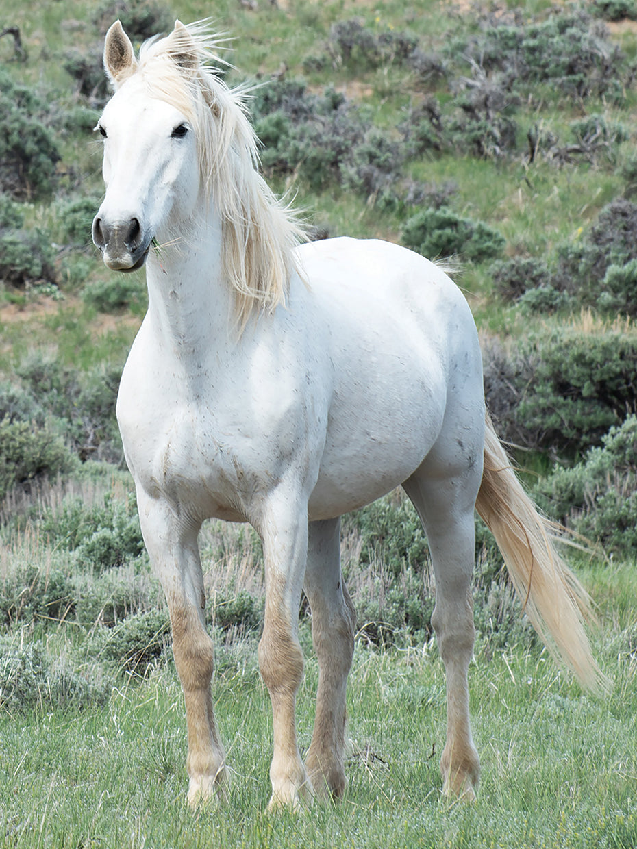 Pure Magic Black and White