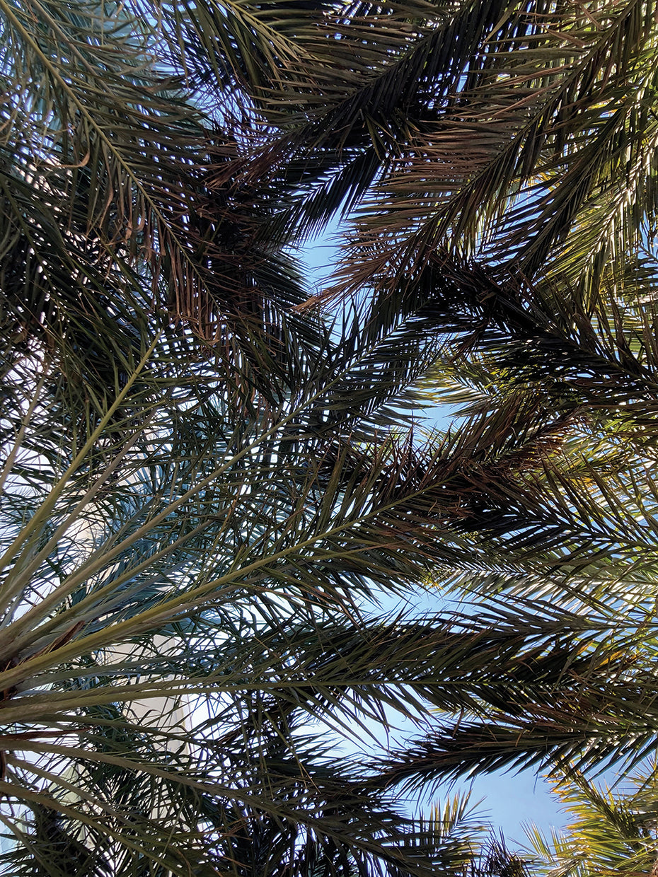Tropical Leaves