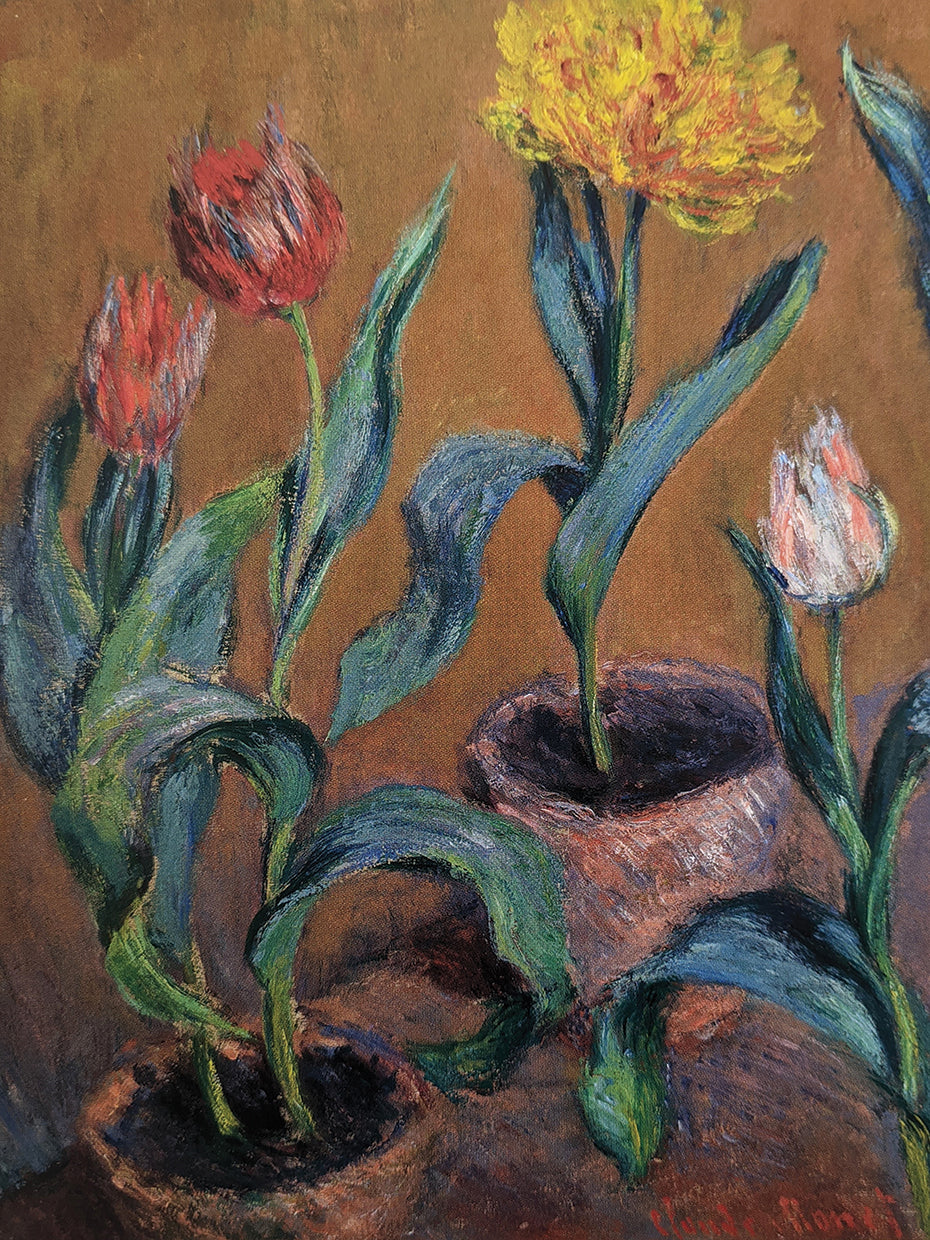 Pots of Tulips