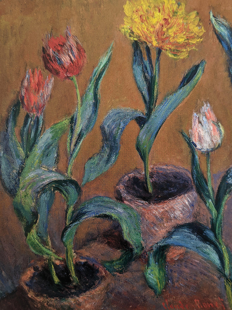 Pots of Tulips