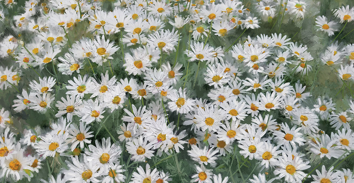 Daisy Field