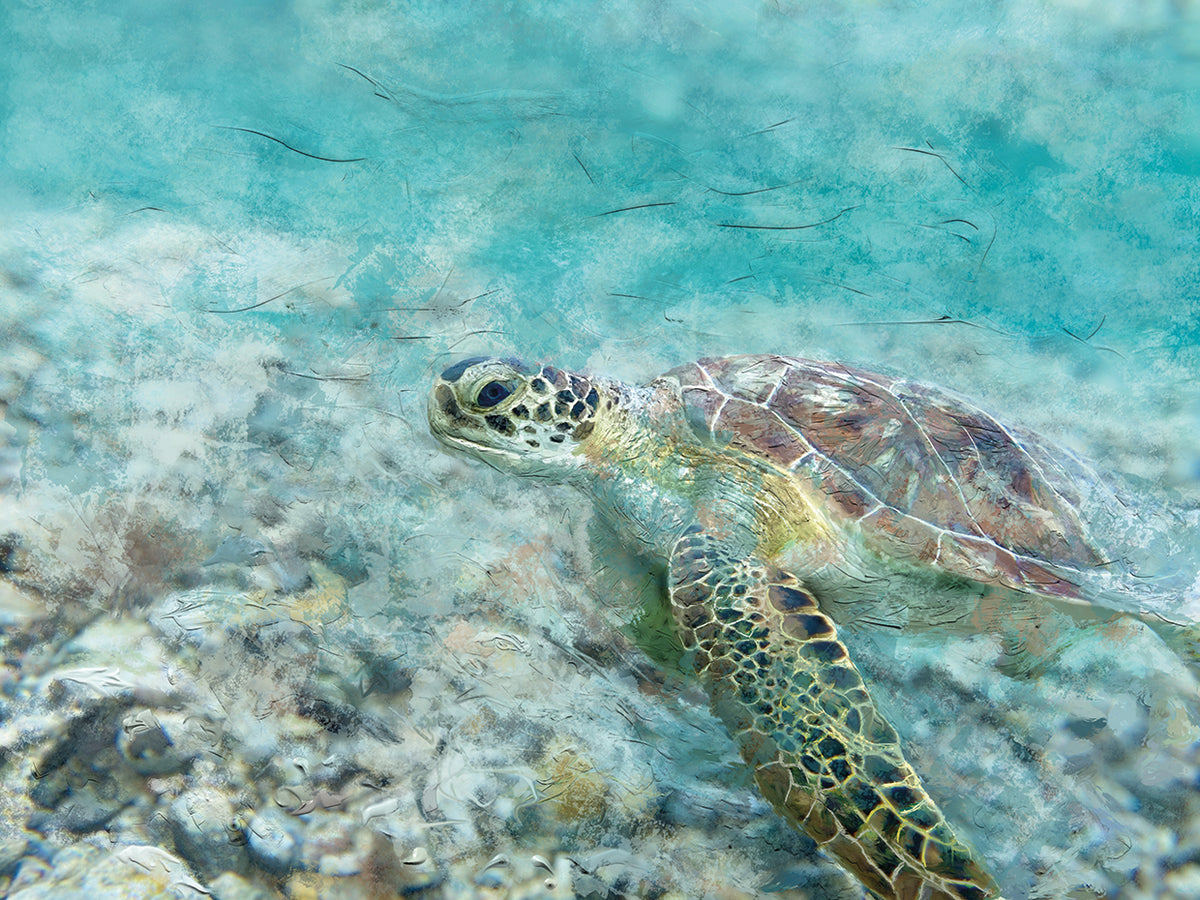 Sea Turtle Tranquility