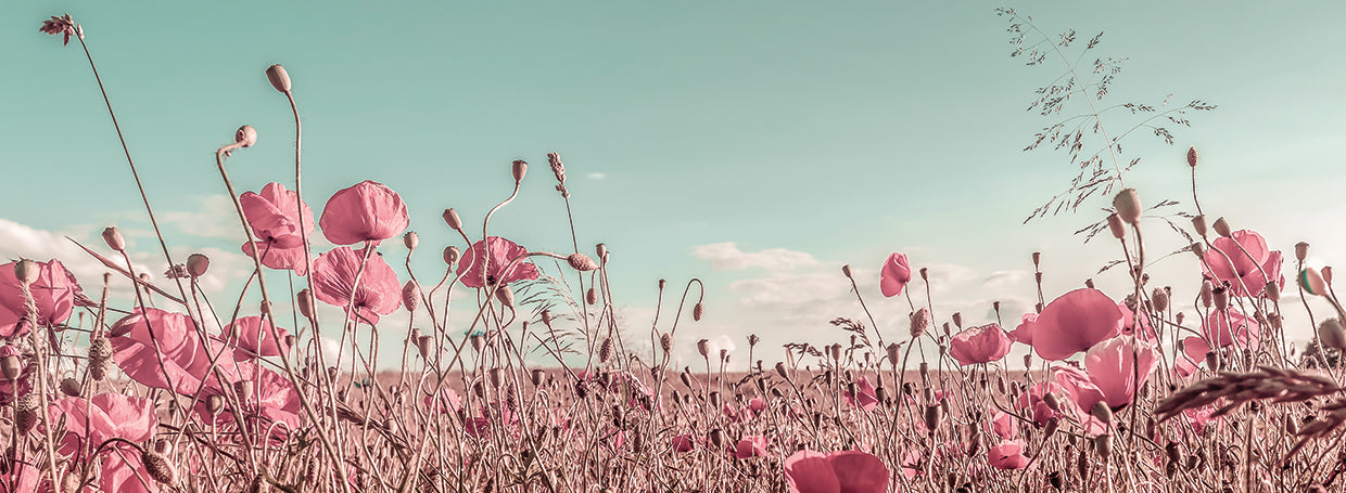 Lovely Poppy Field | Vintage