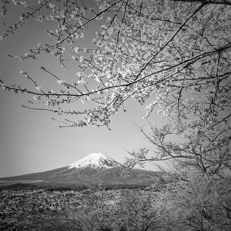 Charming view of Mount Fuji with cherry blossoms | monochrome
