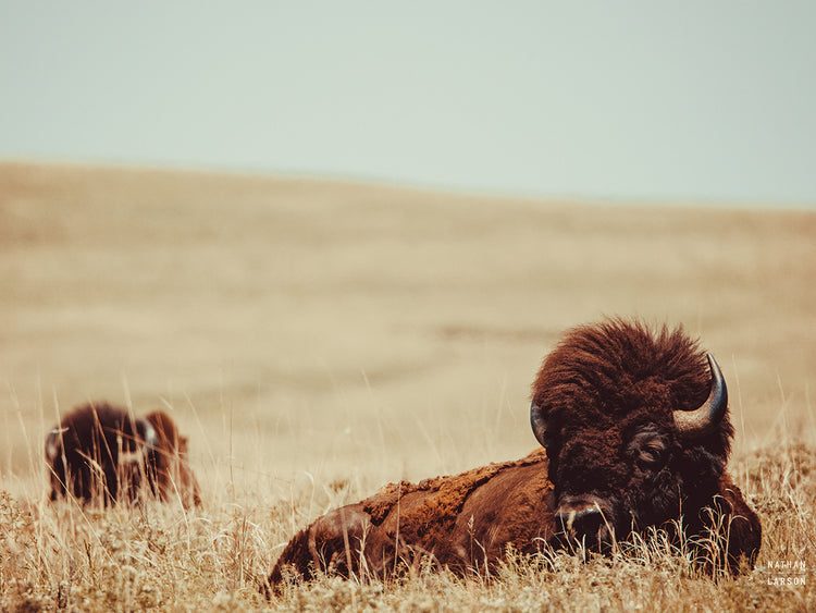 Tall Grass Bison