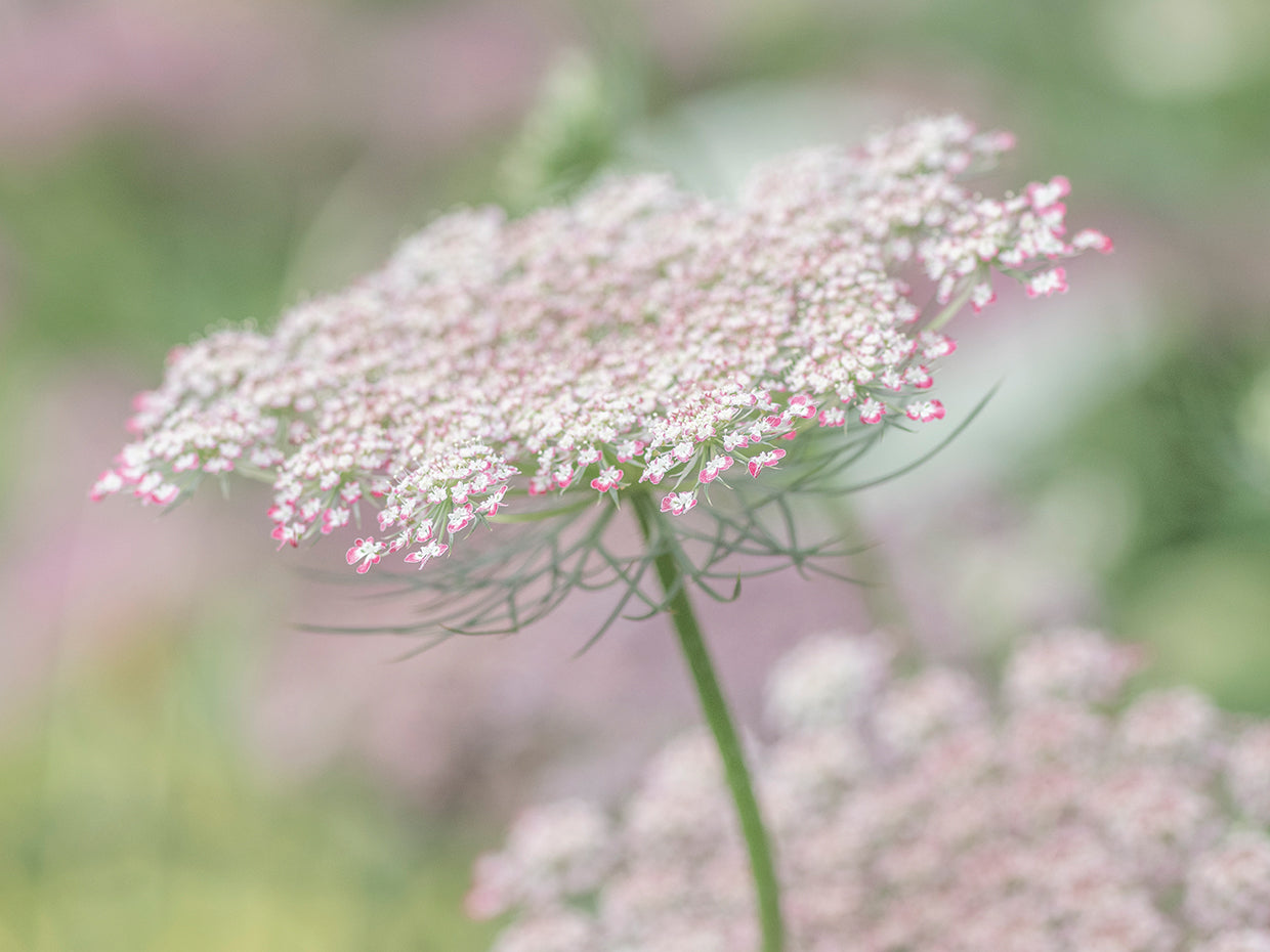 Natures Pretty In Pink