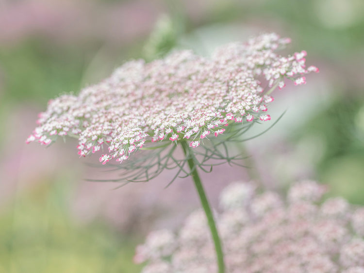 Natures Pretty In Pink