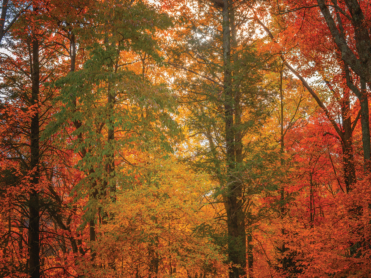 A CHANGE OF SEASONS