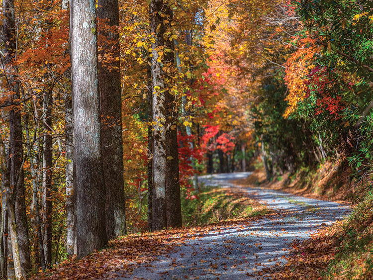 STROLLING THROUGH FALL