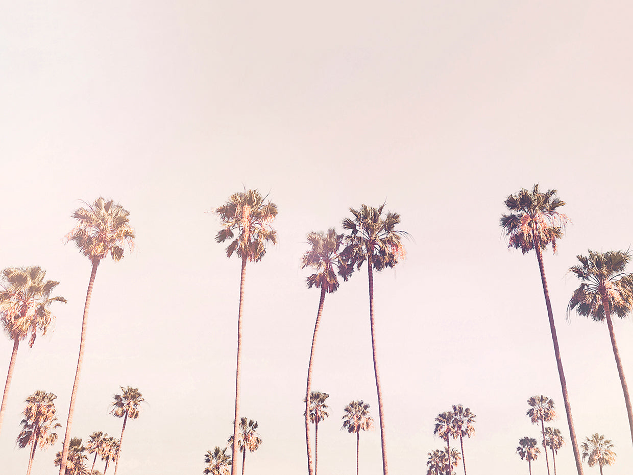 Sunny Cali Palm Trees