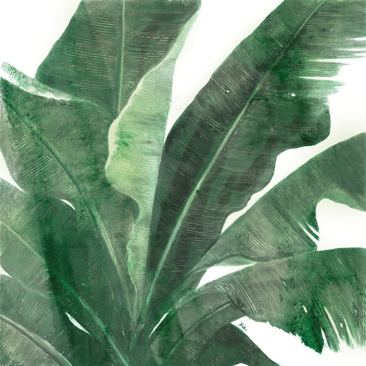 Uraba Palm on White I