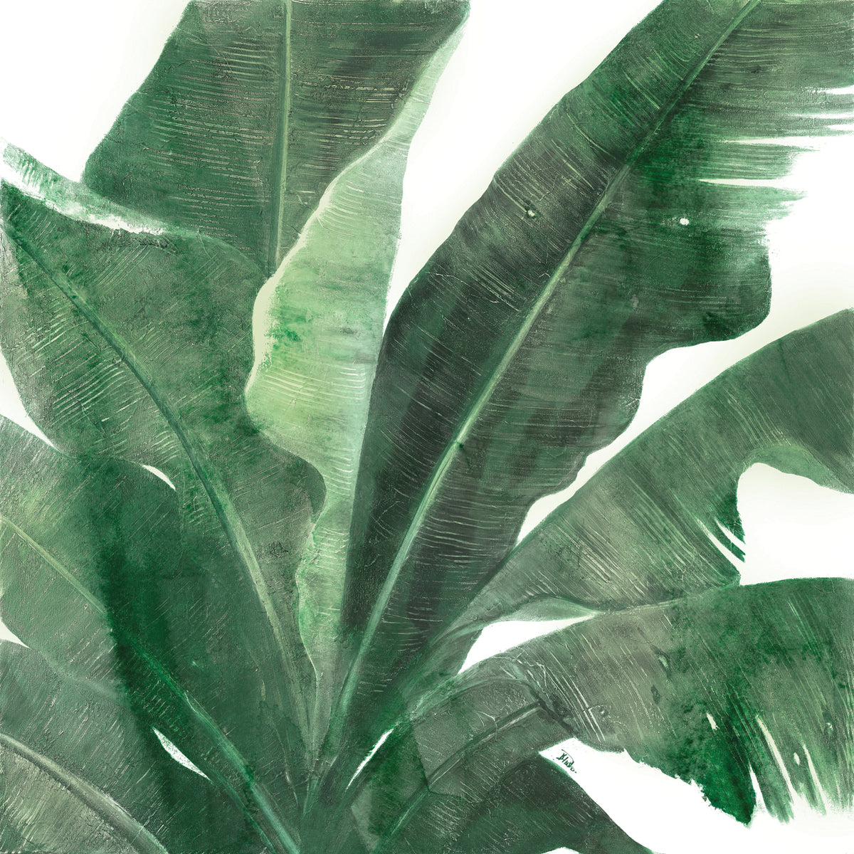Uraba Palm on White I
