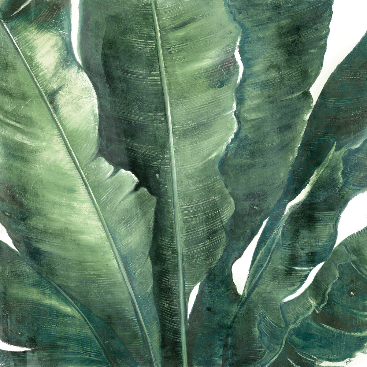 Uraba Palm on White II