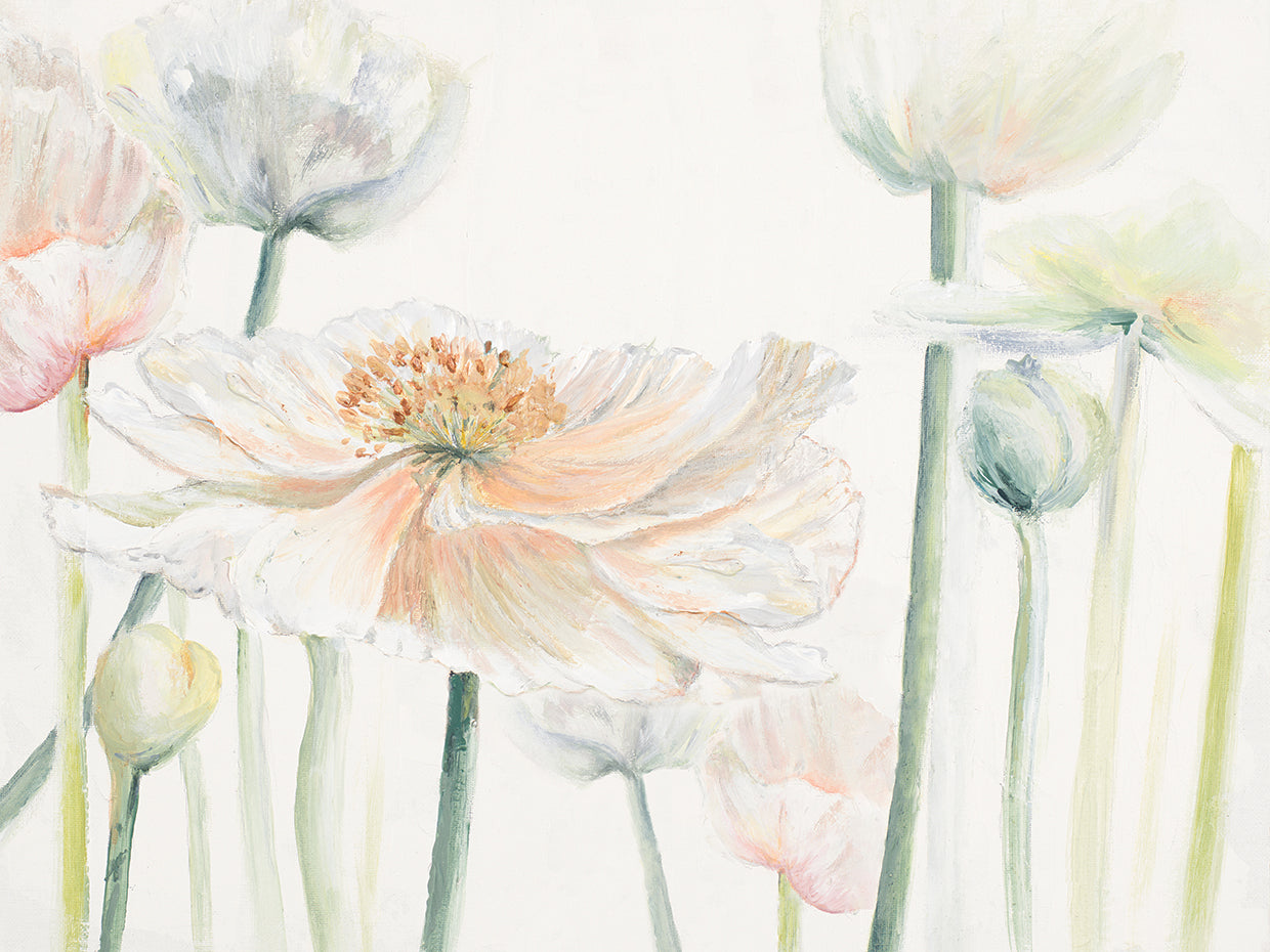 Fresh Poppies