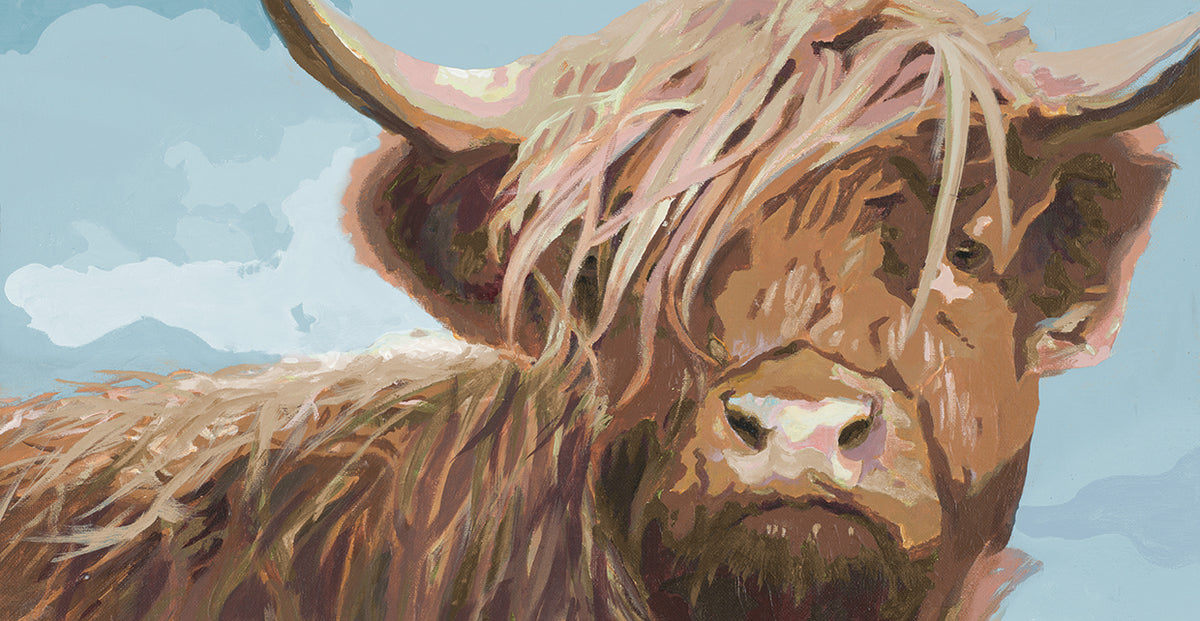Highland Cow