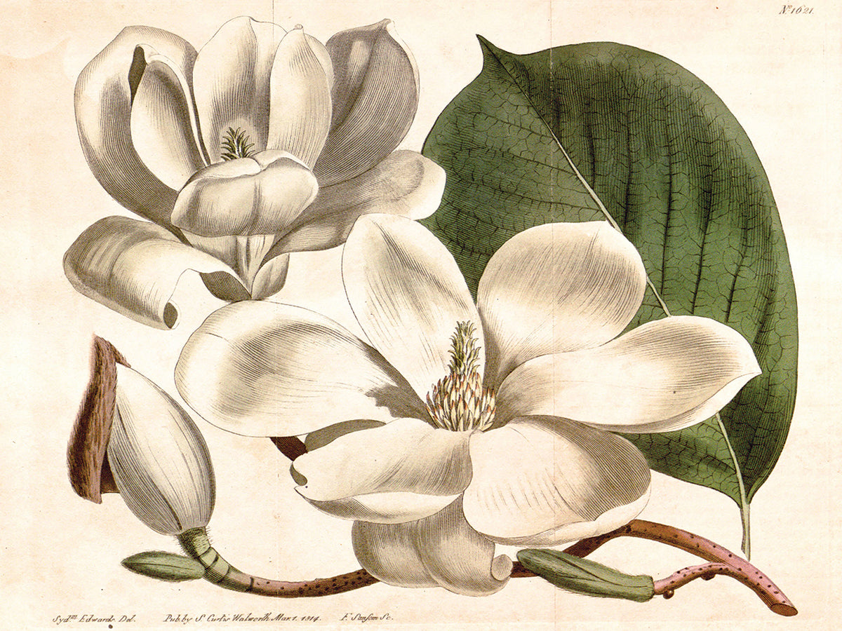 Curtis Magnolia I