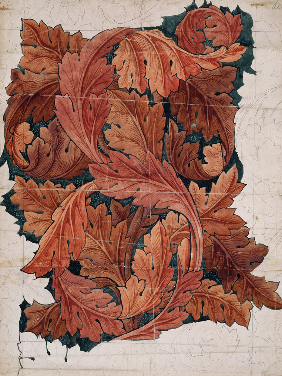Acanthus (1879-1881)