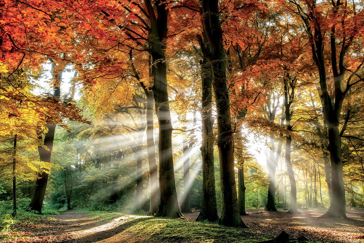 Dreaming in Color