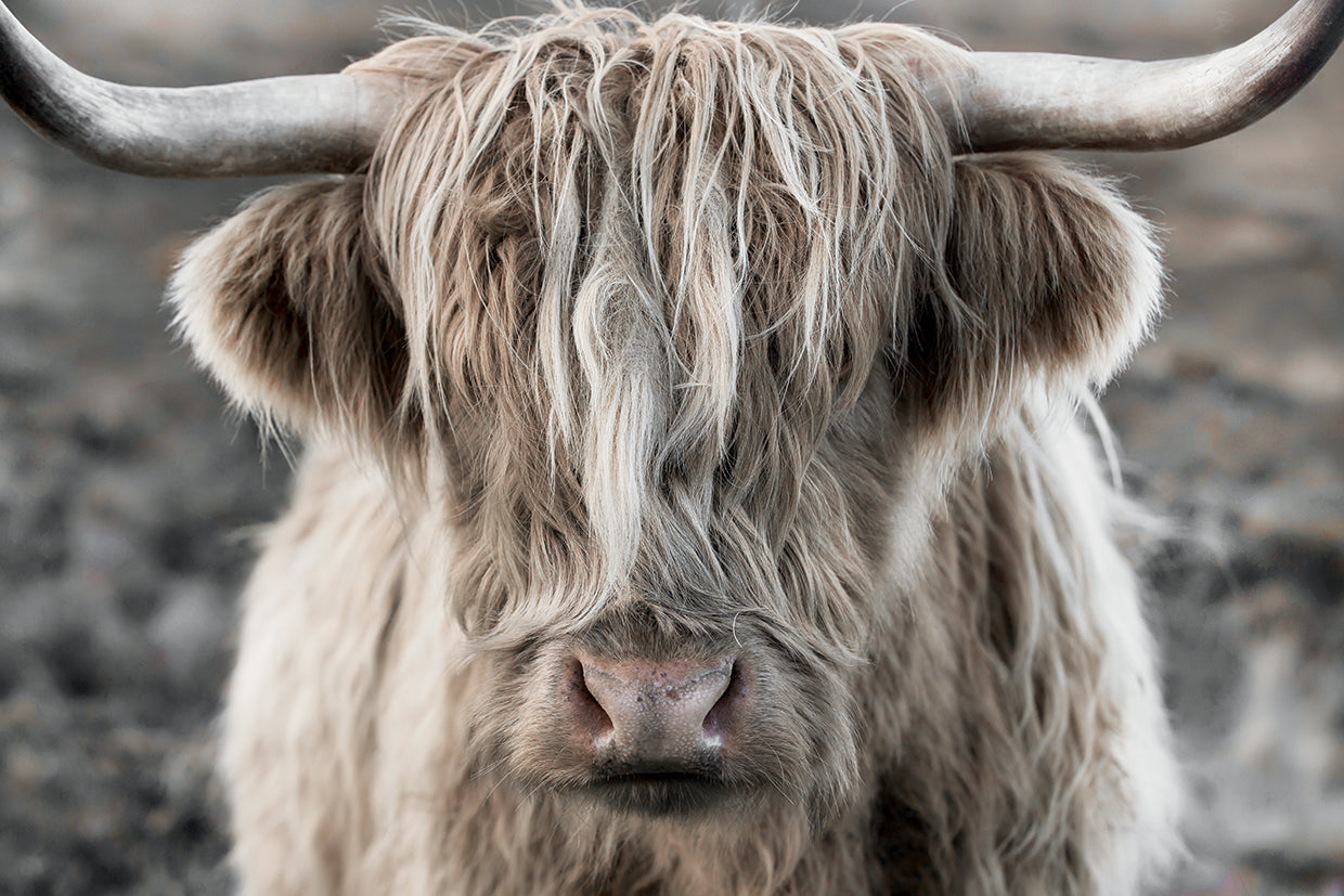 Highland Skye