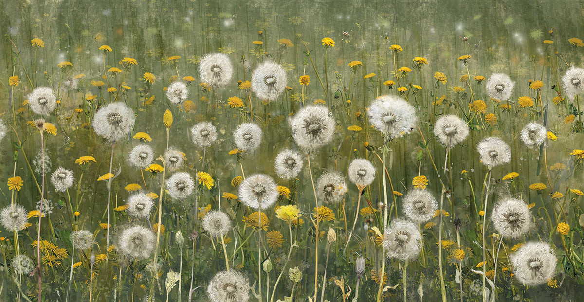 Dandelion Dreams