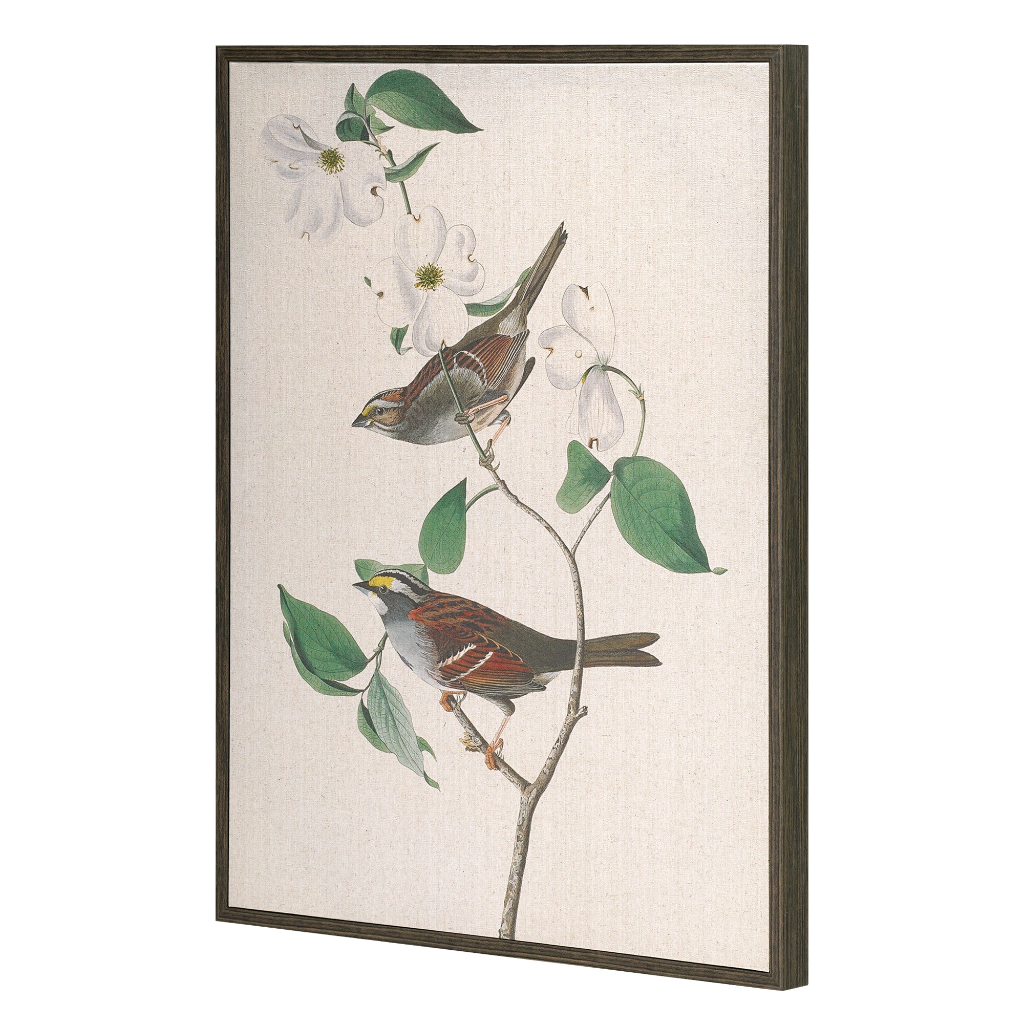 Linen - White Throated Sparrow