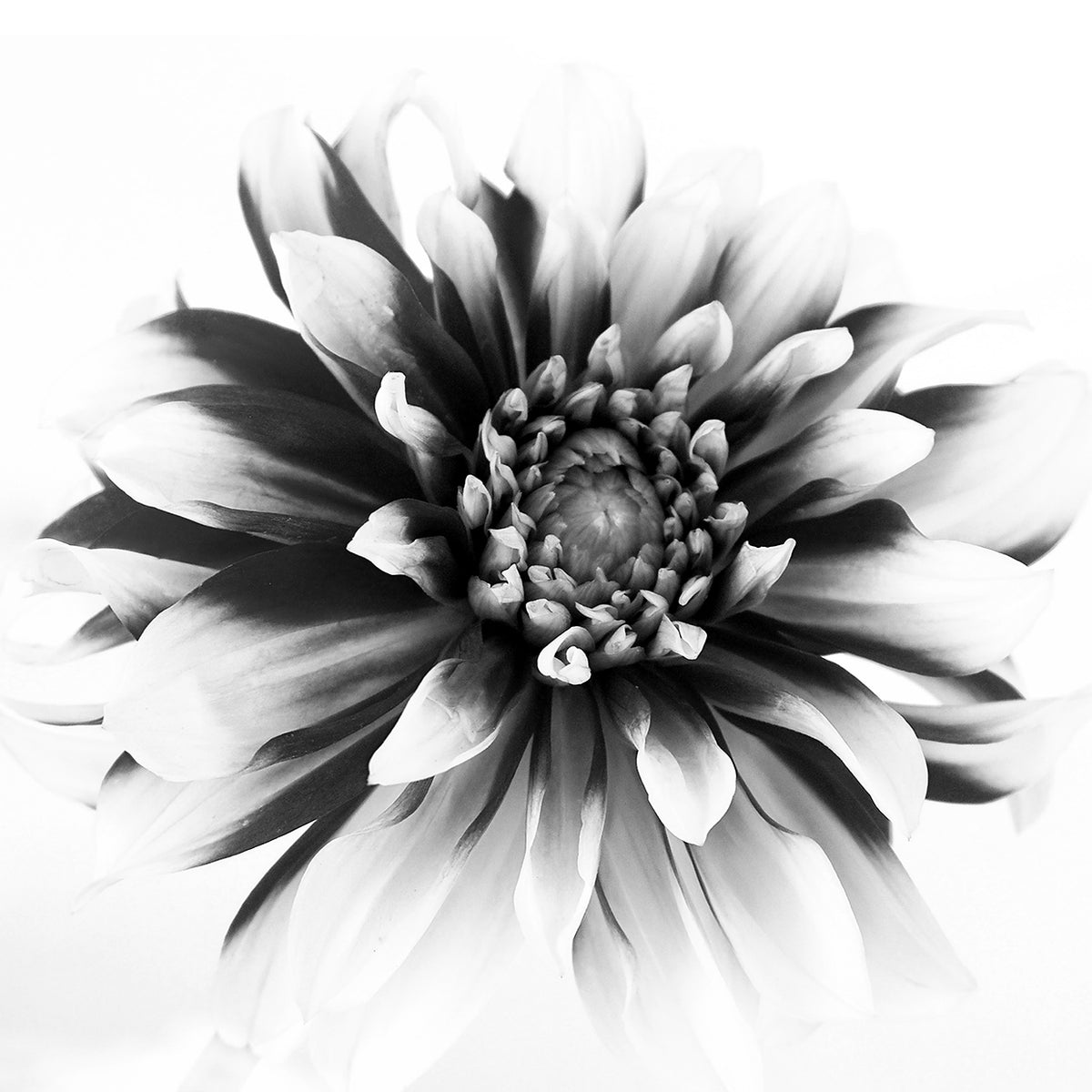 Daylight I
