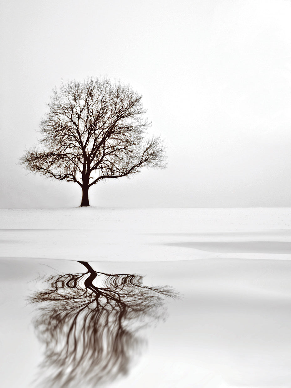 Dream
