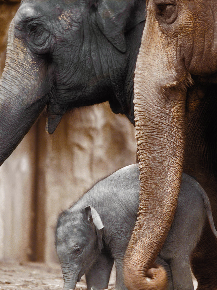 Family Moment Copper