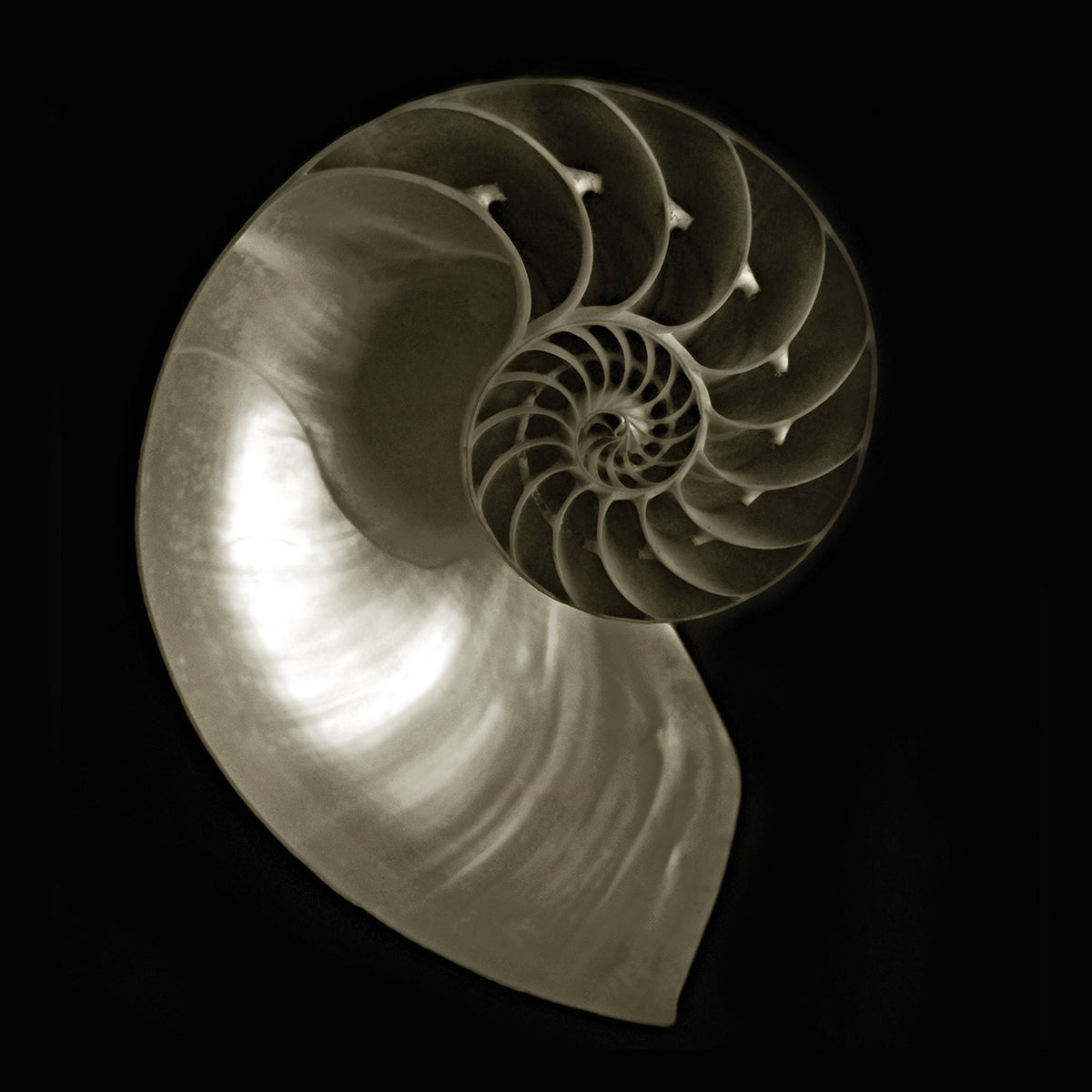 Nautilus on Black