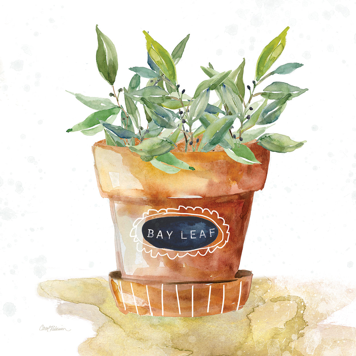Potted Bay Leaf by Carol Robinson - museum quality wall art work on large canvas & framed canvas prints