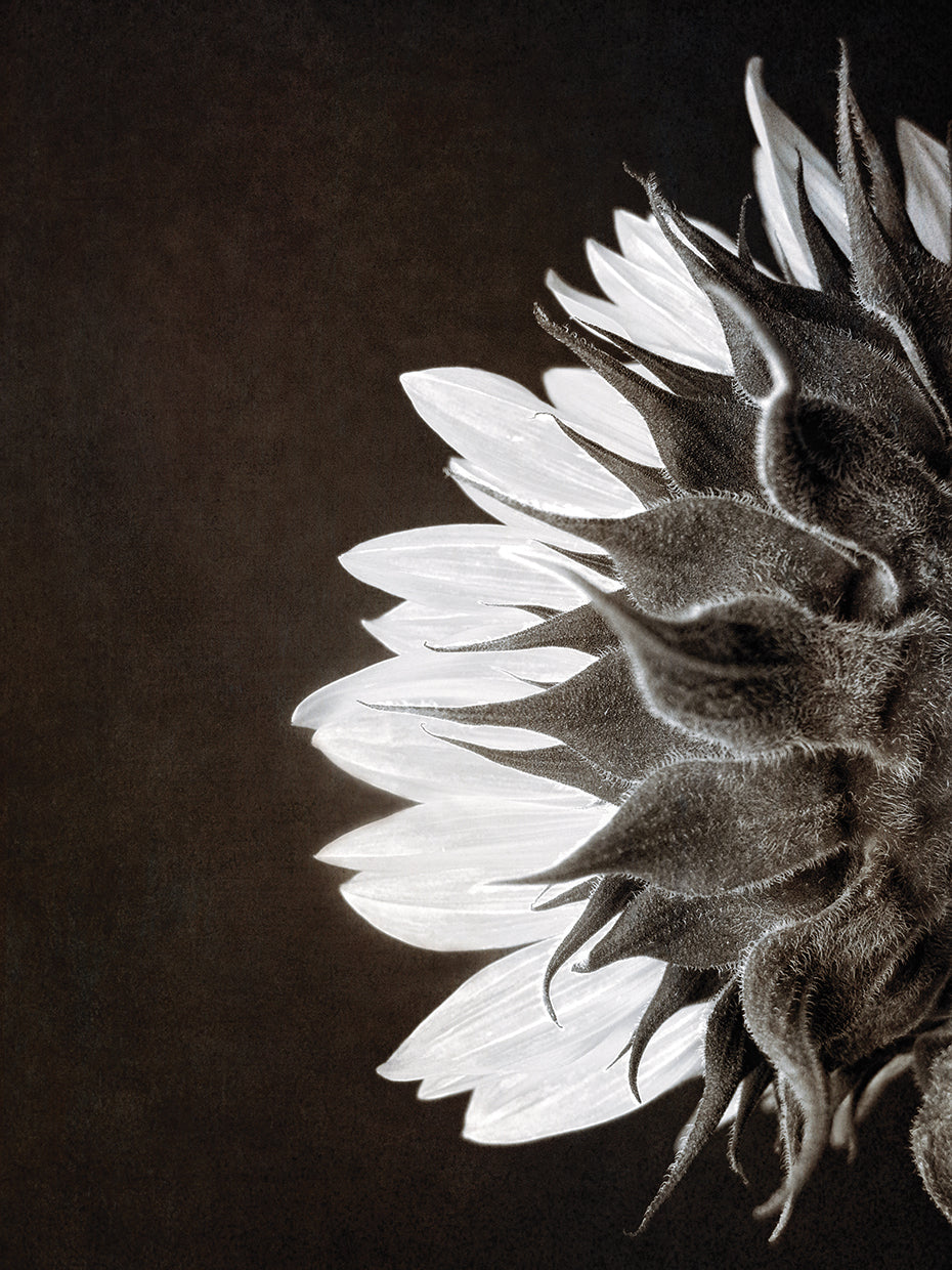 Sunflower Profile
