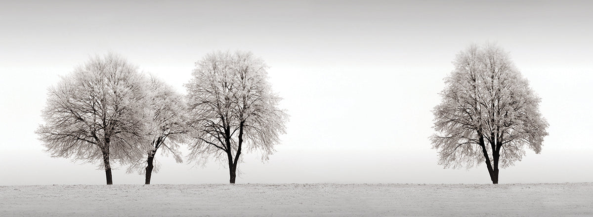 Tree Line