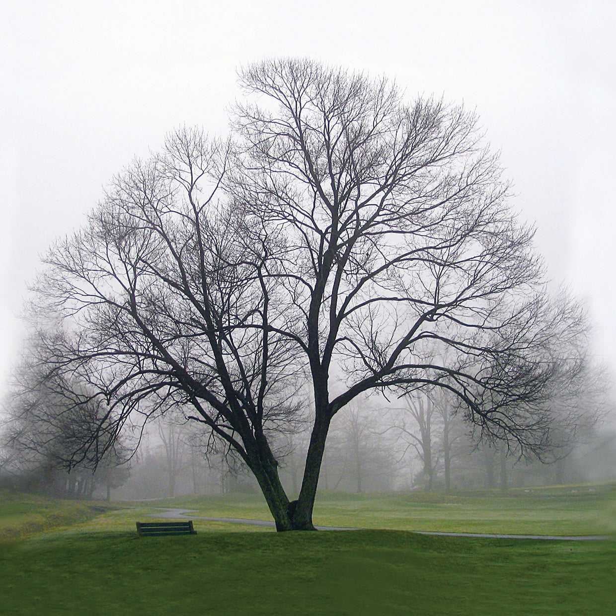 Tree Solo