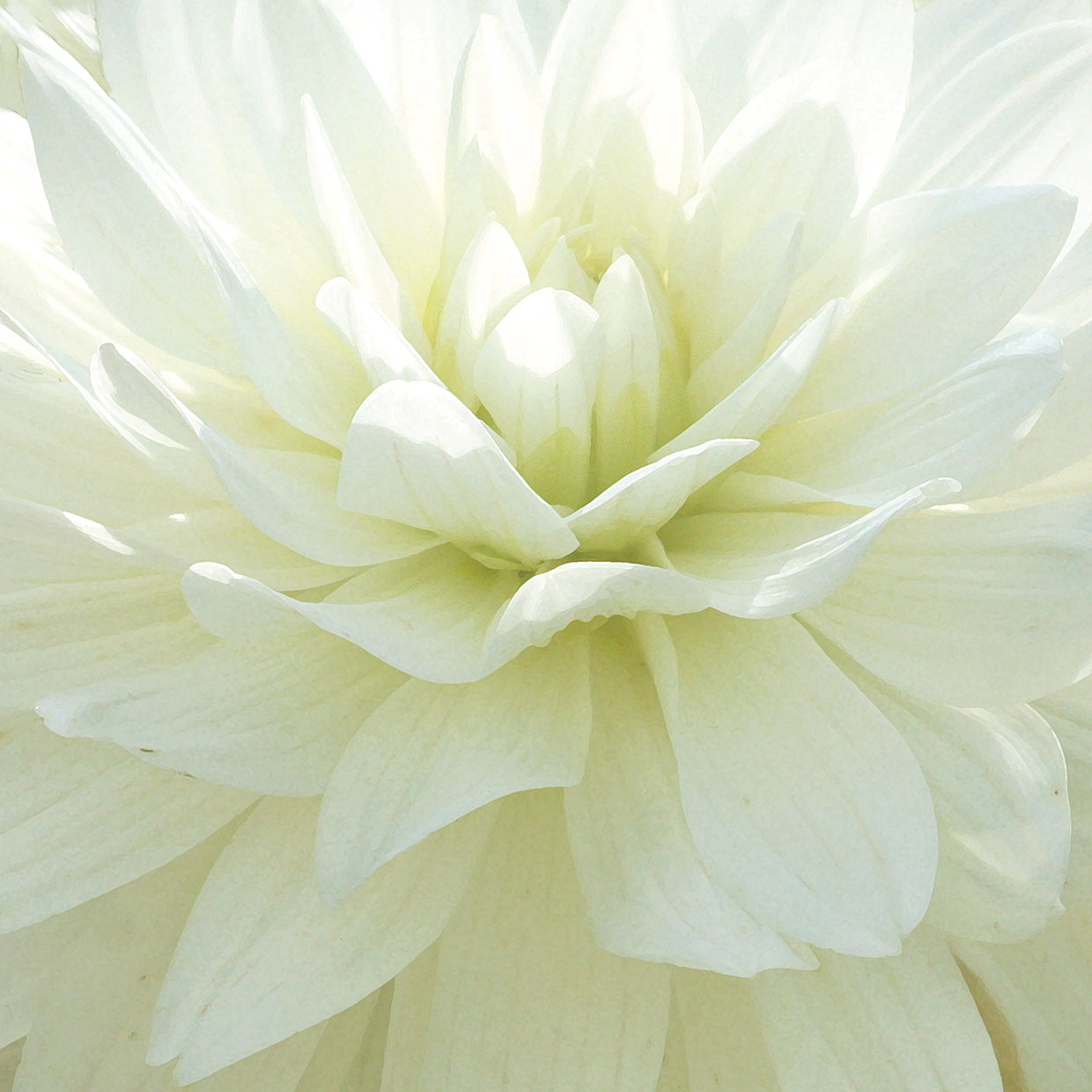 White Blossom I