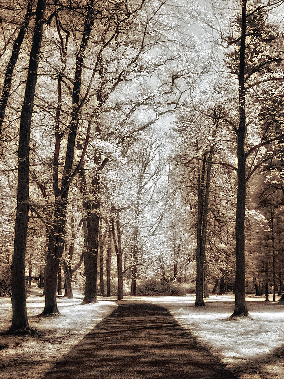 Wooded Journey II