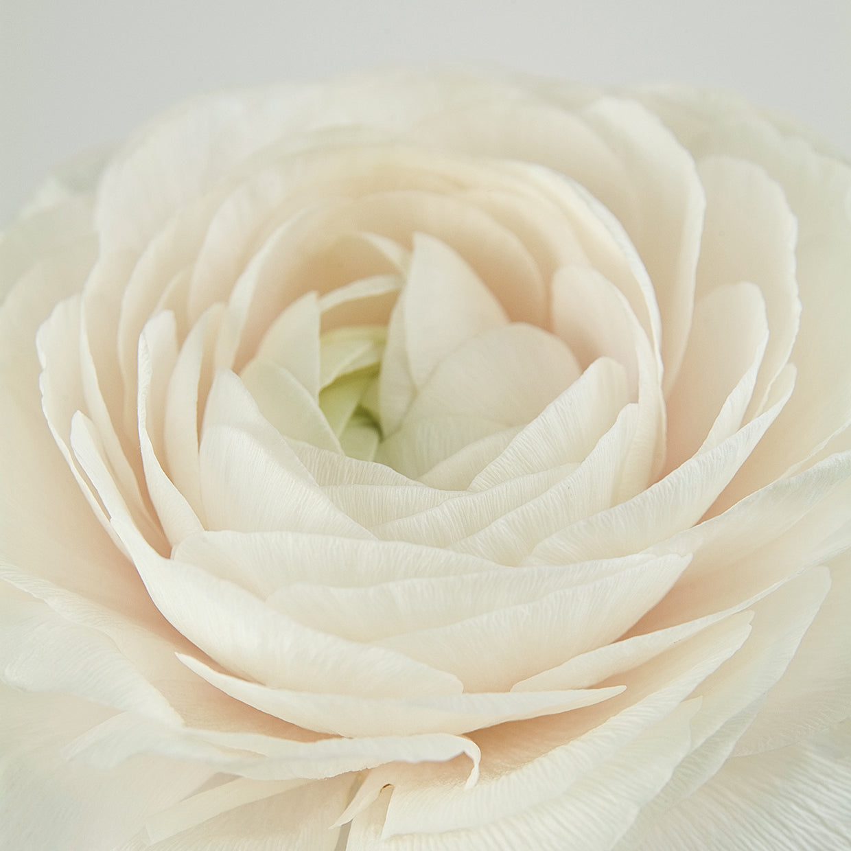 Blushing Bride II